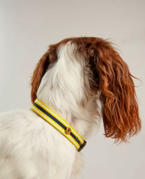 Joules Coastal Dog Collar - Various Sizes & Adjustable Comfort